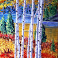 Autumn Splendor