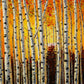 Golden Aspen Sunset