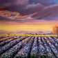 Lavender Dreams