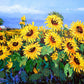 Kansas Flower