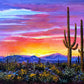 Dawn at the saguaro Land