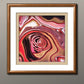 Desert Rose